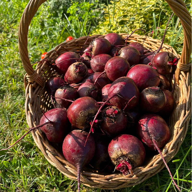 Rdeča pesa, 1 kg, 1kos Main Image